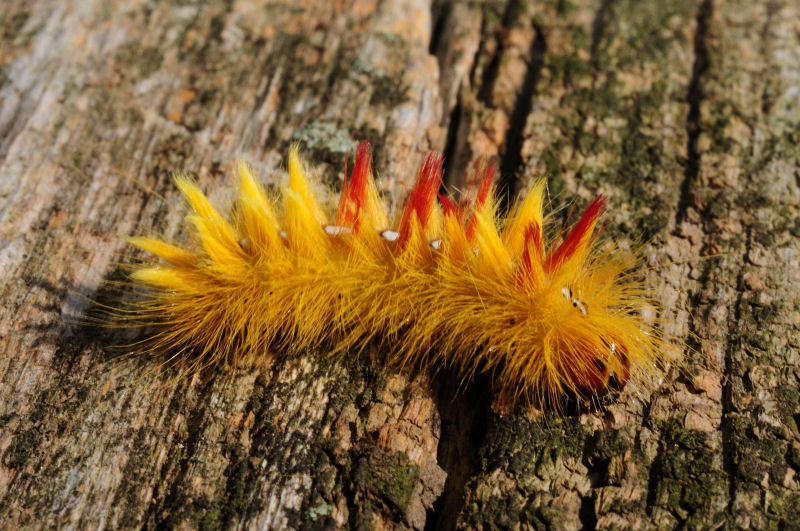 Bruco di Acronicta aceris